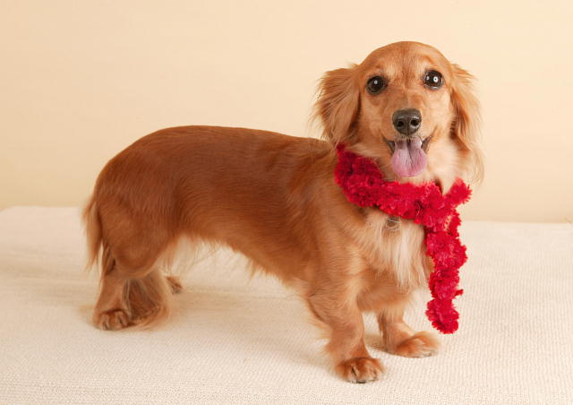 ペットの犬