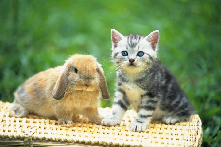 ペットの猫